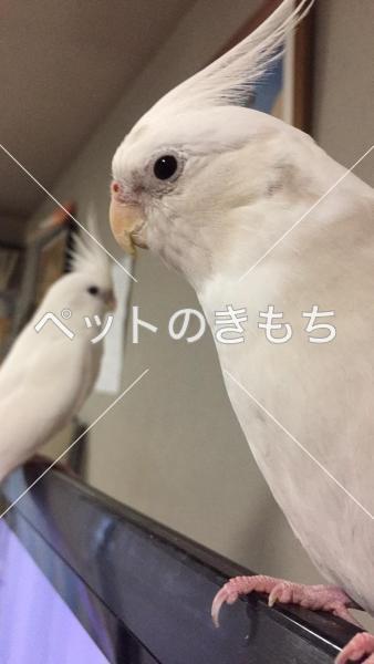 迷子鳥の画像