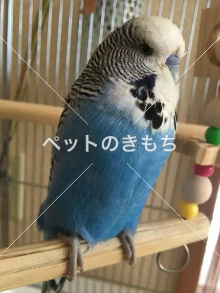 迷子鳥の画像