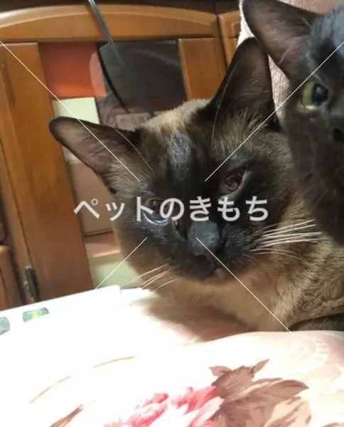 迷子猫の画像