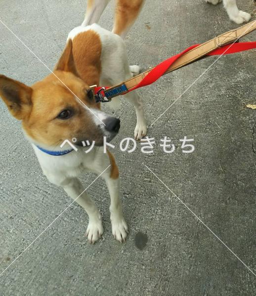 迷い犬の写真