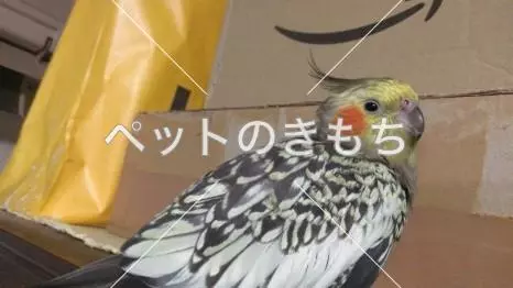 迷子鳥の画像