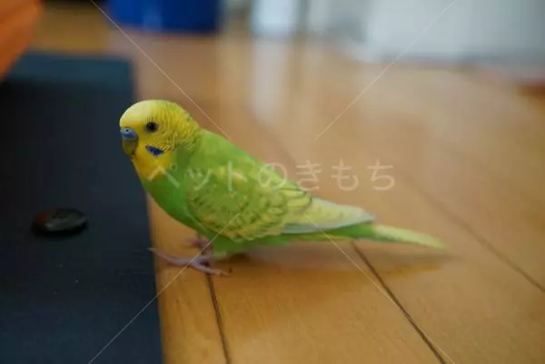 迷子鳥の画像