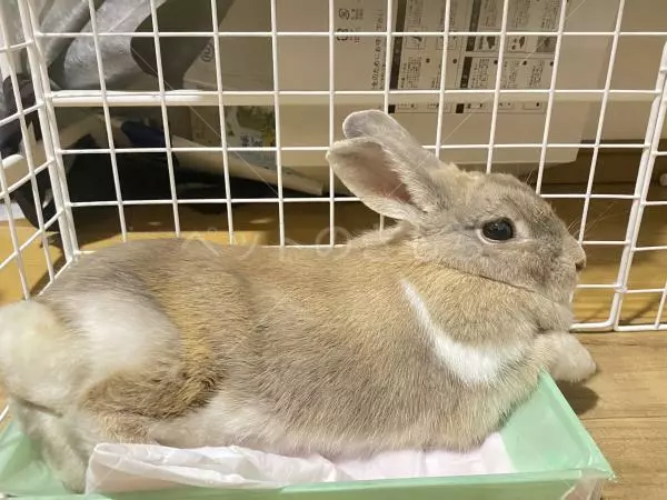 保護ペットの画像