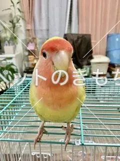 コメント投稿の画像