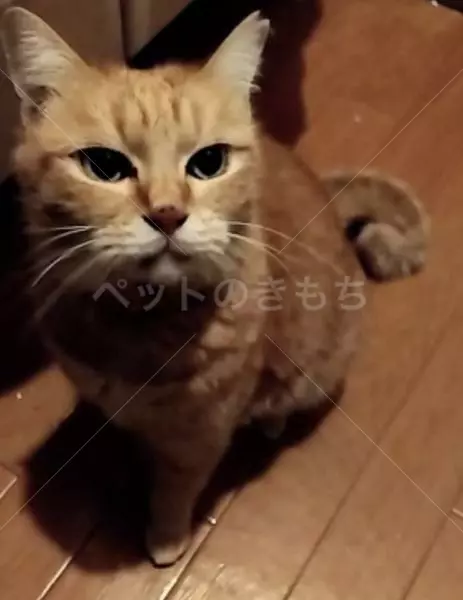 迷子猫の画像