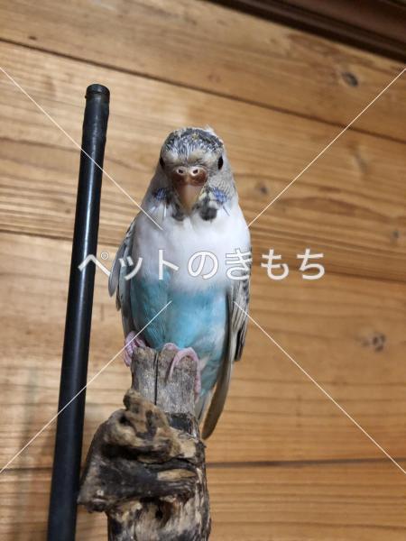 迷子鳥の画像