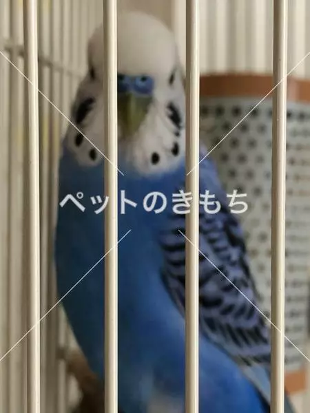 保護鳥の画像