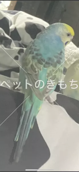 迷子鳥の画像