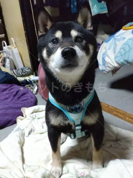 迷子犬の画像