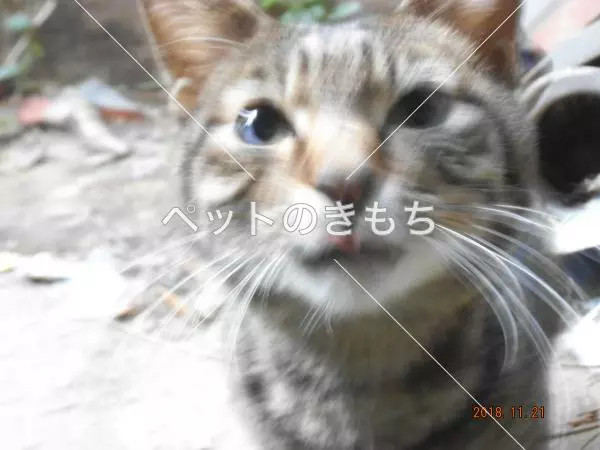 コメント投稿の画像