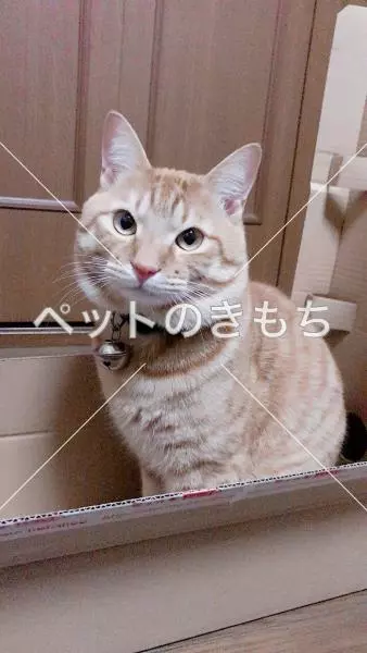 迷子猫の画像
