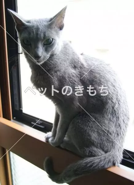 迷子猫の画像