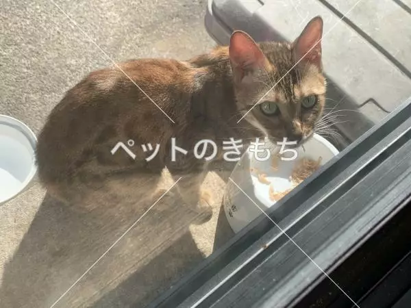 保護猫の画像