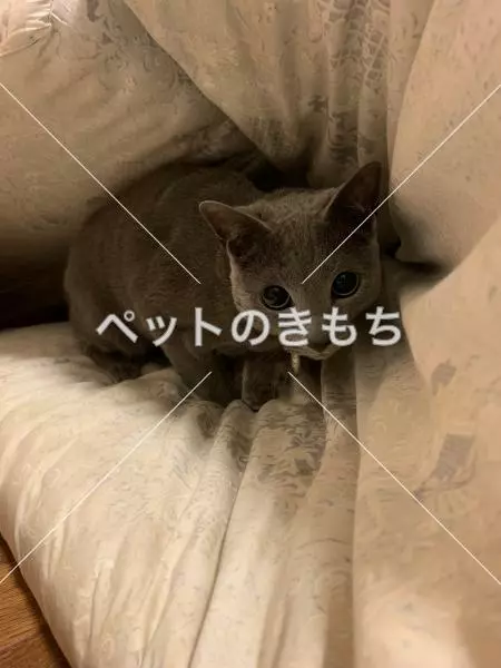 迷子猫の画像