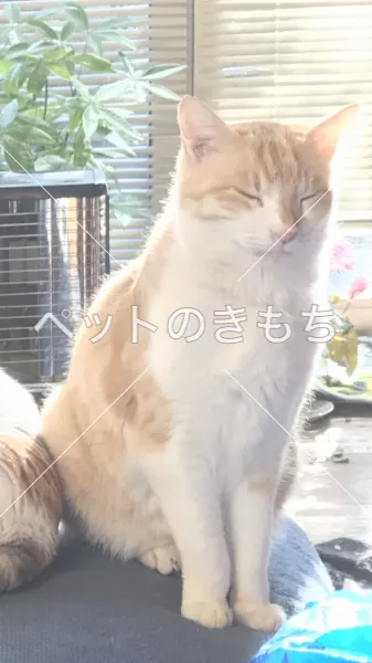 迷子猫の画像