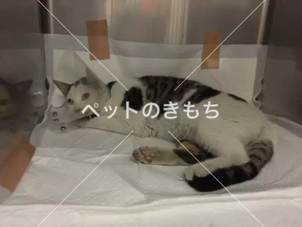 保護猫の画像
