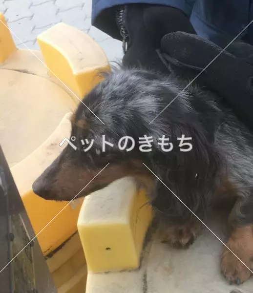 保護犬の画像