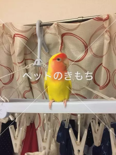迷子鳥の画像
