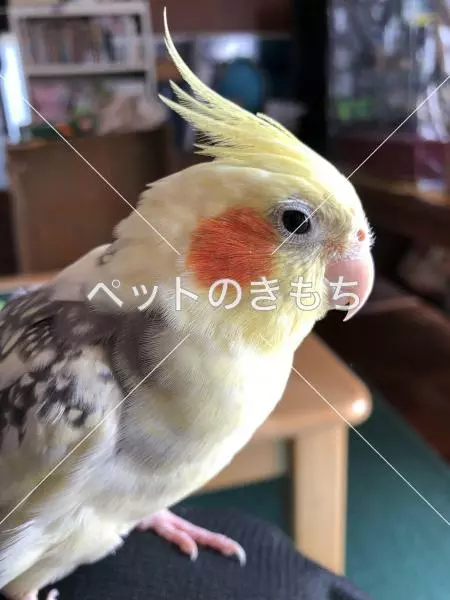 迷子鳥の画像
