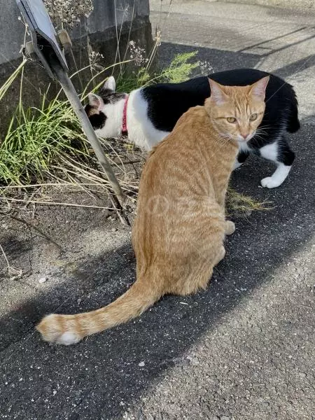 迷子猫の画像