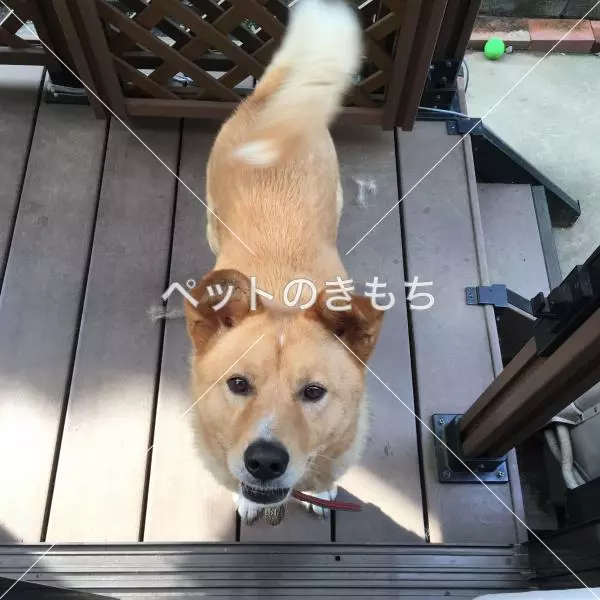 迷子犬の画像