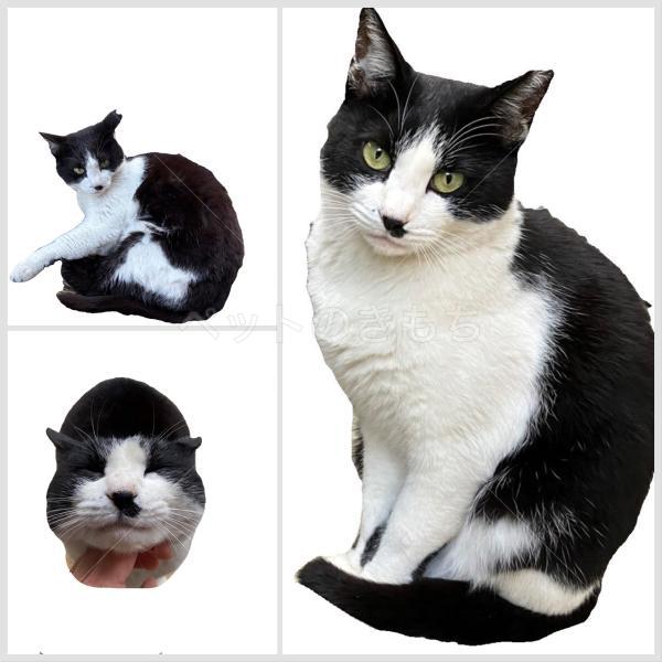 迷子猫の画像