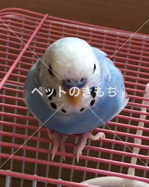 コメント投稿の画像