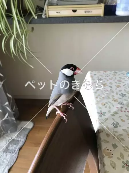 迷子鳥の画像