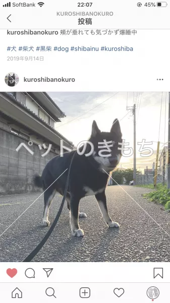迷子犬の画像
