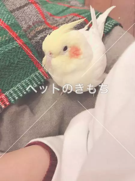 迷子鳥の画像