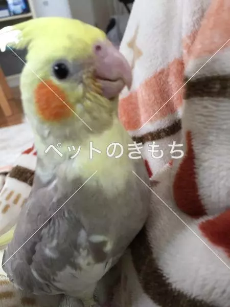迷子鳥の画像