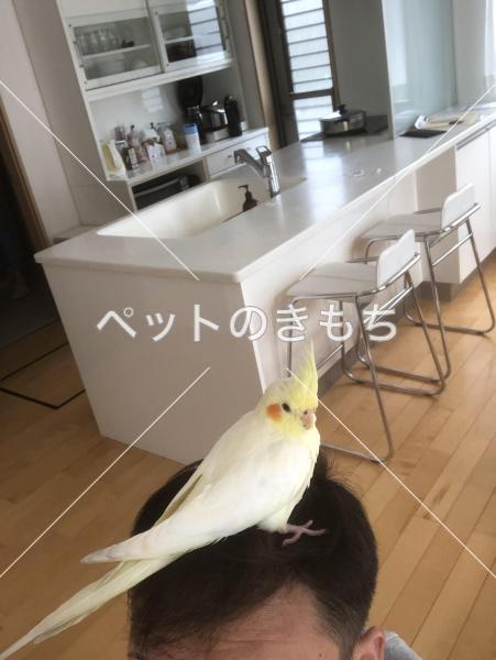 迷い鳥の写真