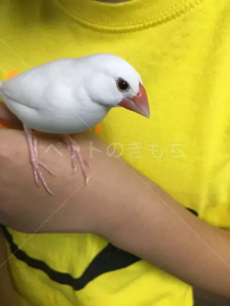 迷子鳥の画像