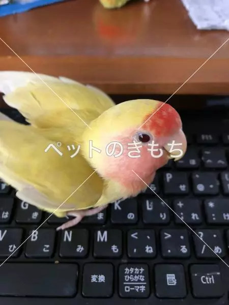 迷子鳥の画像