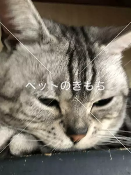 迷子猫の画像