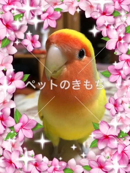 迷い鳥の写真