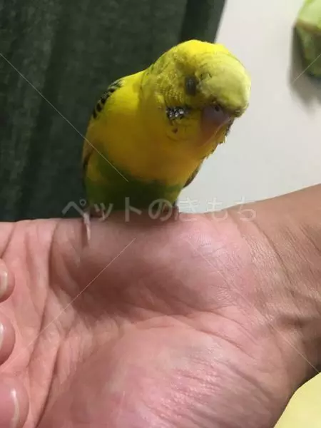 コメント投稿の画像