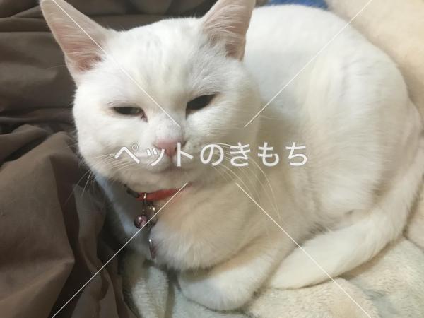 迷子猫の画像