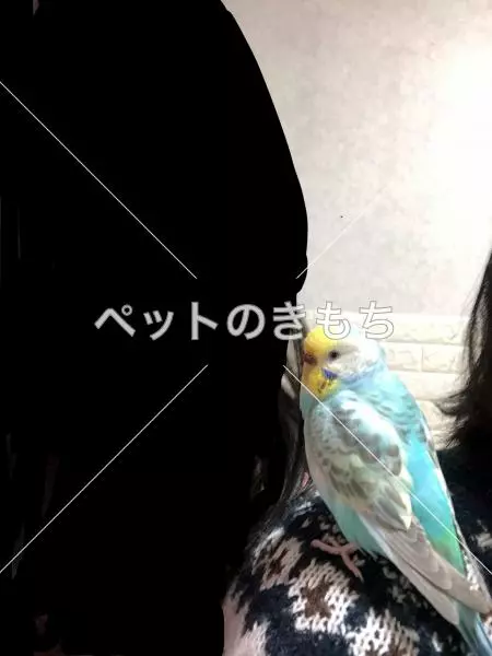 迷子鳥の画像