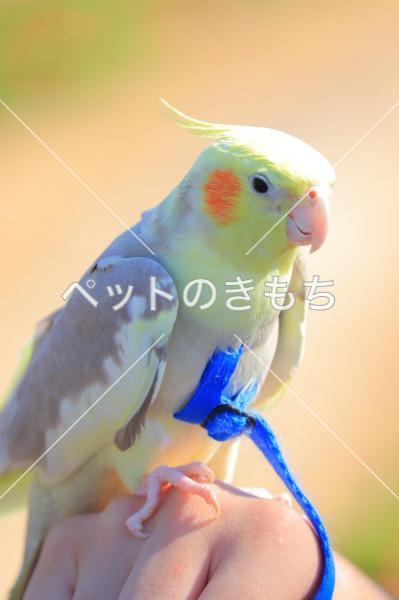 迷子鳥の画像