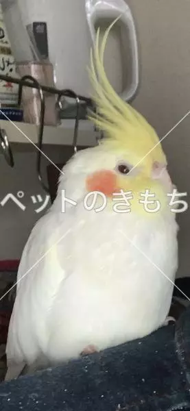 コメント投稿の画像