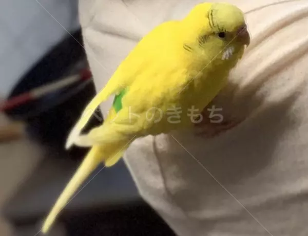 迷子鳥の画像