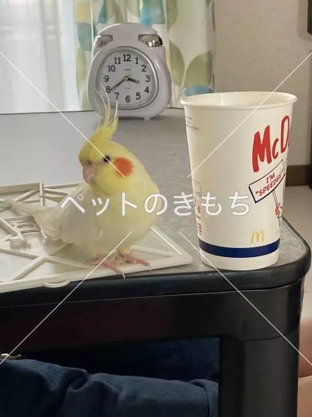 迷子鳥の画像
