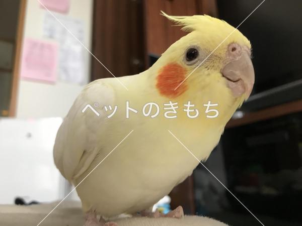 迷子鳥の画像