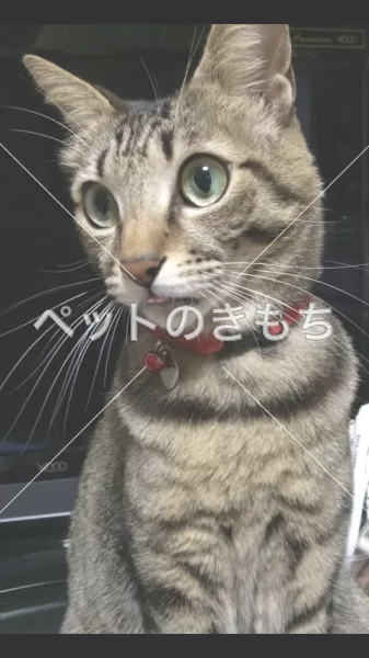 迷子猫の画像