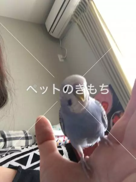 迷子鳥の画像