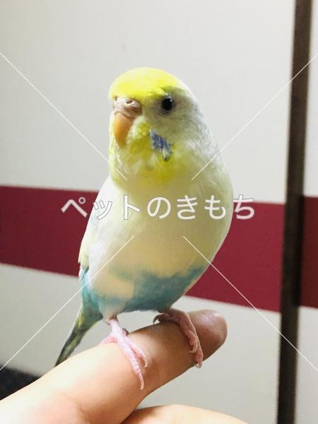 迷子鳥の画像