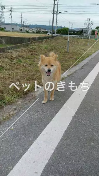 迷子犬の画像