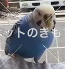 保護鳥の画像