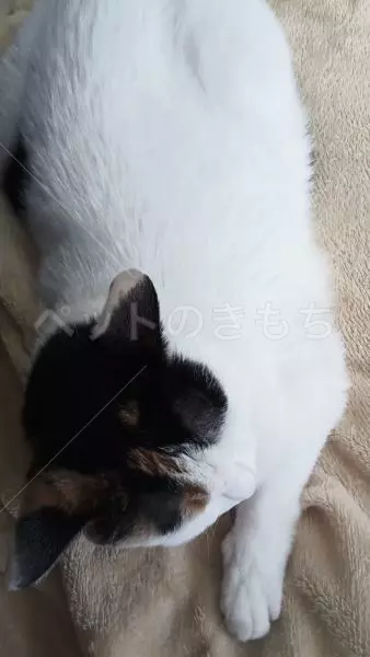 コメントの画像